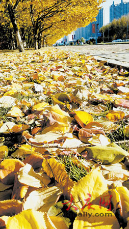 满地金黄铺出动人的秋色。