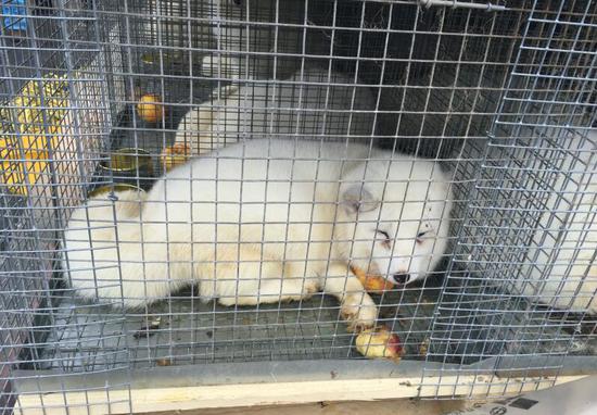 2000只芬兰北极狐飞抵哈尔滨 力促我省林下