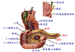 【医讯】七旬老人腹部阵痛疑似胃病 深究病因竟是"胰腺占位"