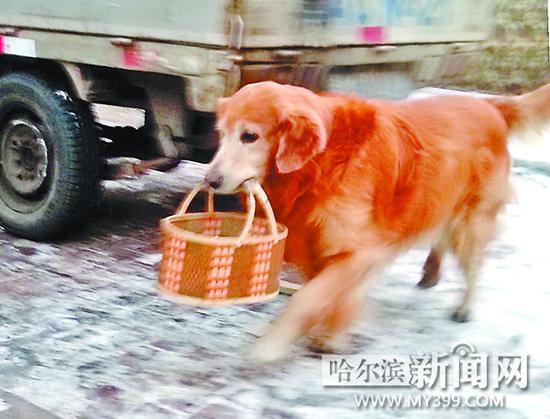 叼篮子的金毛犬