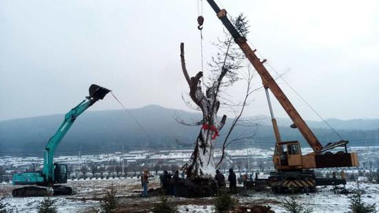山中枯树入园来,植入熊馆做“天仓”