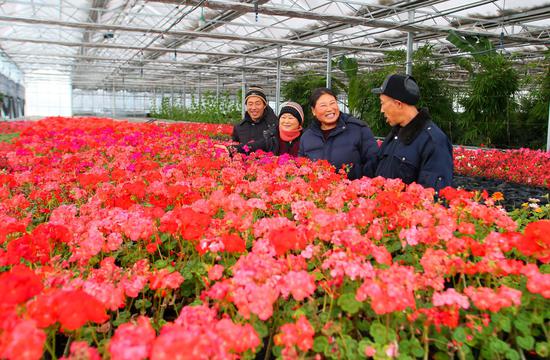铁力市民在智能温室的花卉基地免费赏花