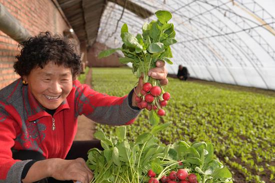 铁力市王杨乡红光村农民，66岁的李淑云，乐呵呵地在自己的温室里采摘有机蔬菜