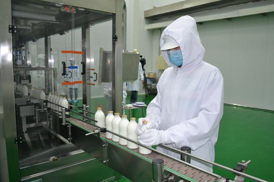 铁力经济开发区（省级）企业，澳骊源乳业生产车间内，正在生产巴氏杀菌奶
