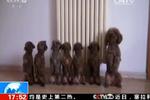 青岛男子遛狗遛出新境界：7只泰迪被训练似军队