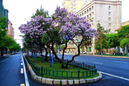 时讯】哈尔滨丁香花开满城馨香_新浪黑龙江_新浪网