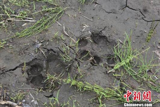 黑龙江小北湖保护区附近发现野生东北虎足迹 孙继旭 摄