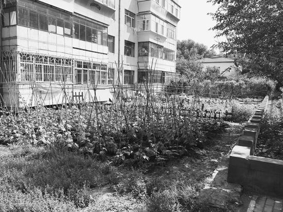 绿地变成私家“菜园子”