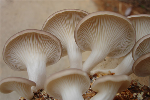 食用菌产业链不断延伸 诠释农业改革 哈尔滨实