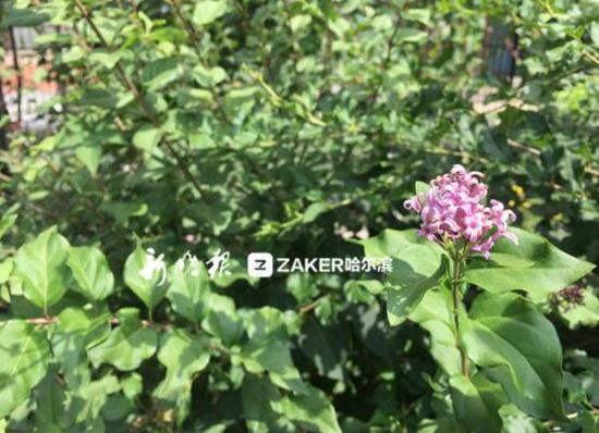 河松街上的丁香花