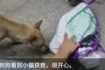 猫狗情未了！猫掉深井20天被狗发现