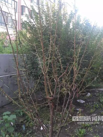 哈尔滨新闻网“手机记者”利民区-手机拍 摄