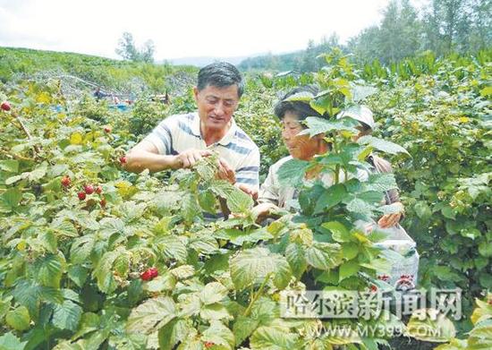 宾县树莓出口欧盟、美俄日韩等30多国家和地
