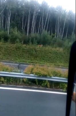 黑龙江建鸡高速旁发现野生东北虎 被拍时正在