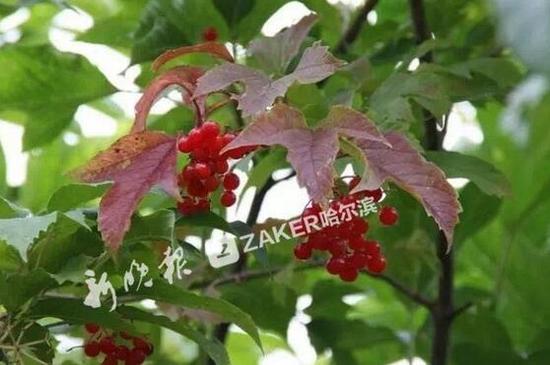 植物园里的天目琼花,夏季白花,秋季红果累累