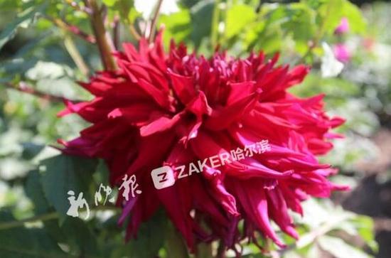 大丽花