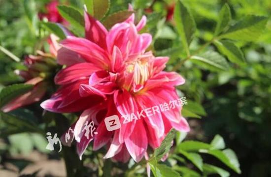 大丽花