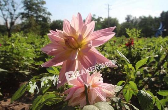 大丽花