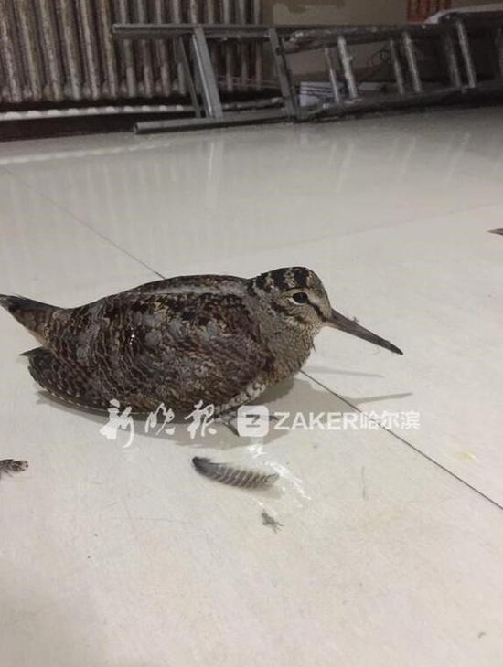 哈尔滨市民一天捡两只掉队候鸟 一只还是濒危