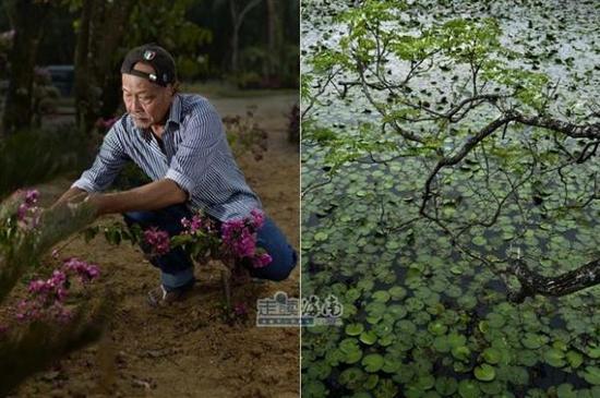 郑文泰与他的兴隆热带花园。图片来自网络