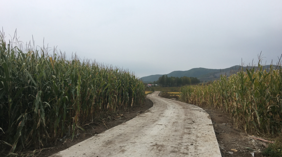 哈尔滨市延寿县六团镇双龙村双龙屯至朝阳屯村间硬化后路面