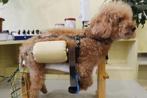 市民带宠物猫看病 两家医院治疗费相差上万