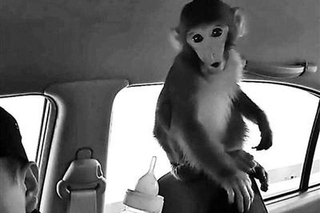 猴子携带奶瓶出逃私闯民宅 警方查验资料后送