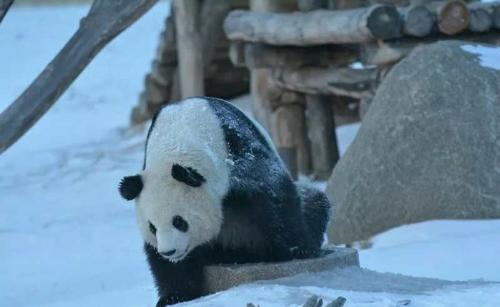 大熊猫见到亚布力的雪咋卖萌 满地撒欢打滚儿