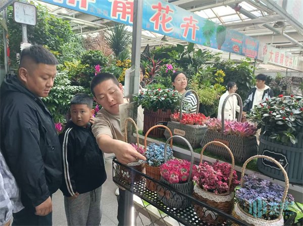 姹紫嫣紅，溫暖如春！假日里，“逛花市”的市民比平日多兩成