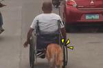 泪目！主人遭意外致残 忠犬不离不弃为他推轮椅