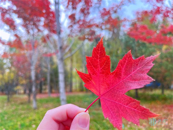一眼心動！解鎖冰城市區內“五花”秋色↘