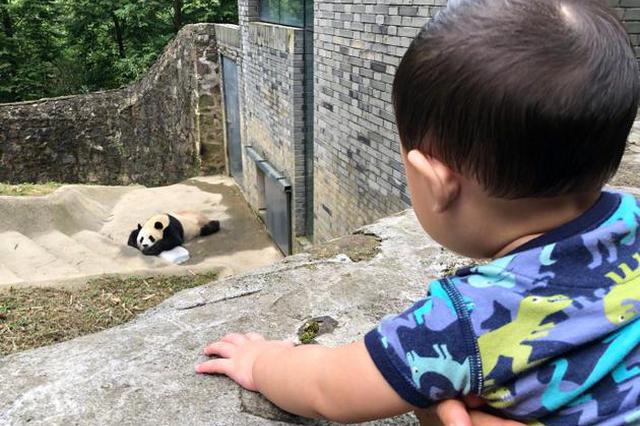 张歆艺曝儿子看熊猫不想回家 萌宝头发浓密肉嘟嘟