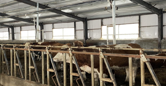 积极推进和牛养殖 让农民日子“牛”起来