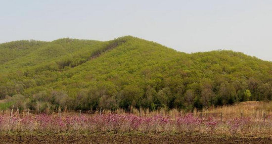 满山红种植基地远景满山红种植基地远景