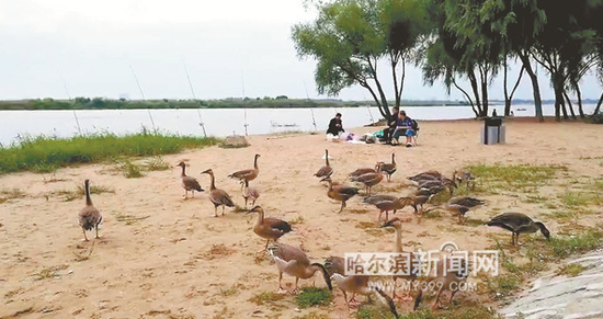 24只南飞大雁松花江畔与市民游人和谐相处。哈尔滨新闻网手机记者 何丽摄