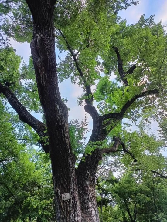 哈尔滨这个公园里的榆树林，“救过很多人的命”！“老大”已经200多岁了