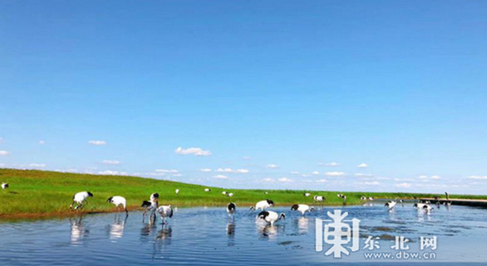 扎龙湿地