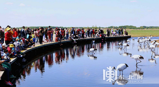 扎龙湿地