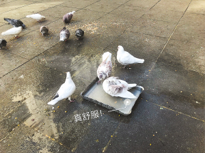 这个不大的金属?#20449;?#25104;了野鸽们最?#19981;?#30340;物件。