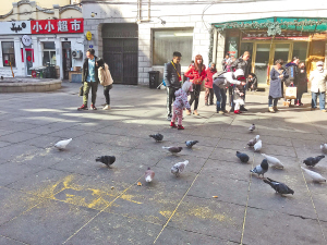 鸽子洗澡吸引众人围观拍照。