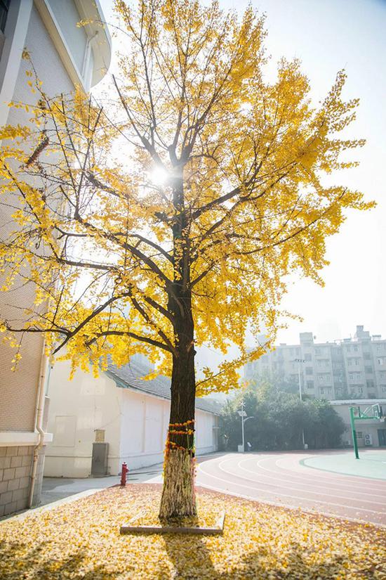 南京金陵中学的这棵银杏树下，有少年少女在落叶上写下自己的情愫和志向。本文图片 象甲书店