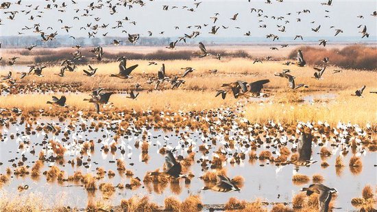 东方白鹳集结宝清