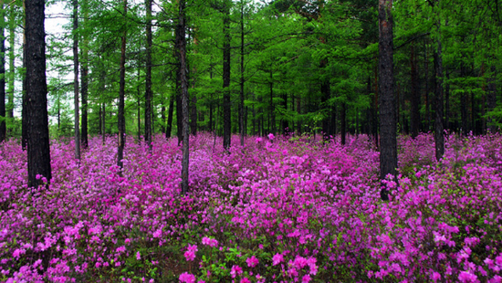 丁香花