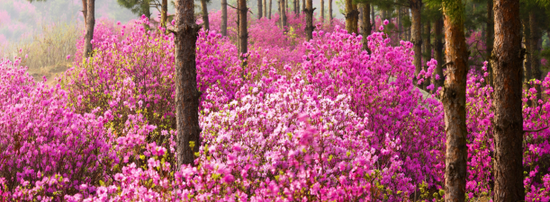 大兴安岭杜鹃花