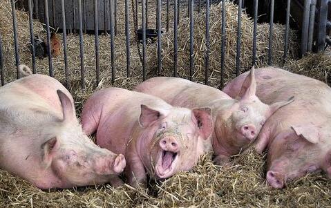 11岁猪坚强减了100斤 不仅可以站起来还能散