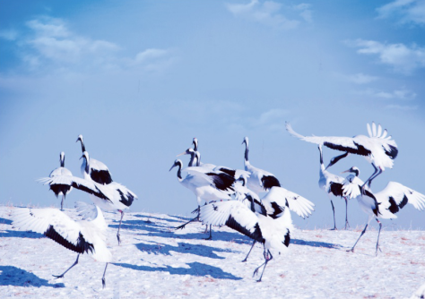 参展照片：扎龙自然保护区冬季观鹤