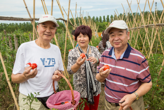 在宝泉岭现代农业生态园体验新鲜瓜果采摘