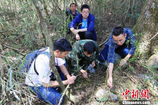 工作人员搜集大熊猫痕迹 黄刚 摄