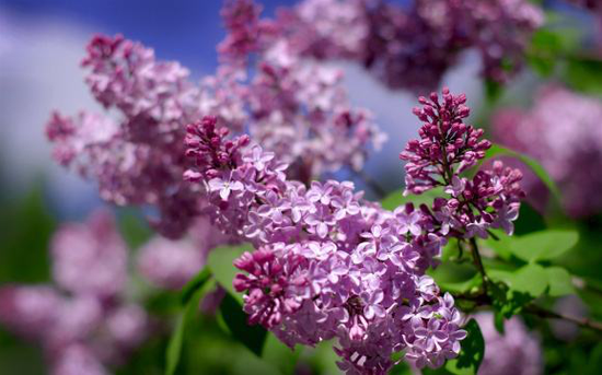 丁香花