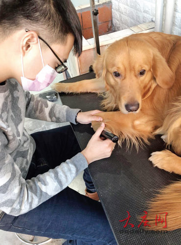 工作人员在为寄养的宠物剃毛